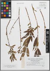 Foto von Salix pentandra L.